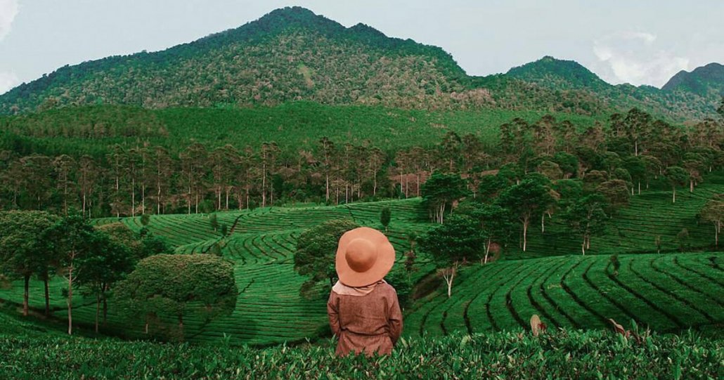 Kebun Teh Sukawana Bandung