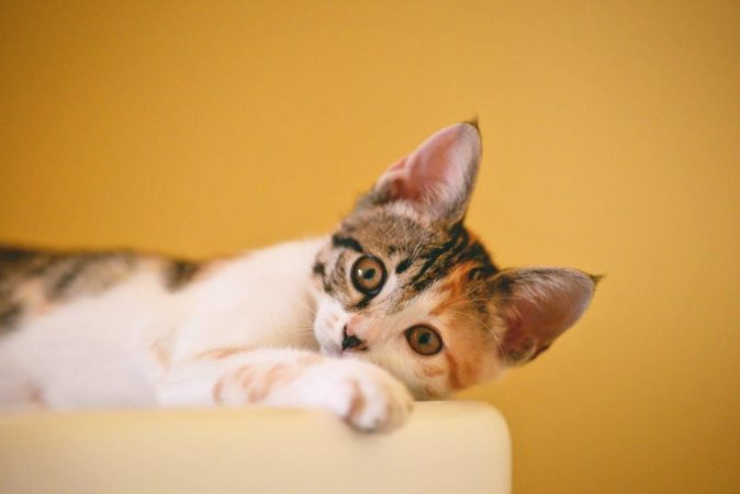 7 Mitos Tentang Kucing yang Beredar di Masyarakat