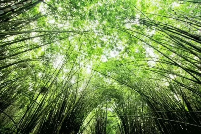 Hutan Bambu Lumajang, Wisata Alam dengan Udara Sejuk