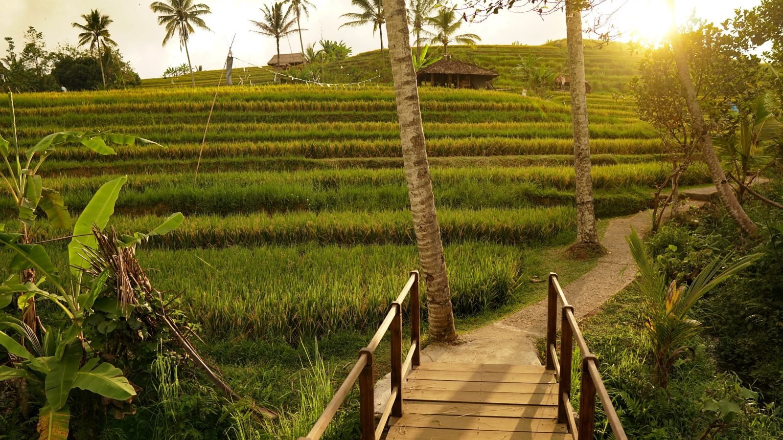 Jatiluwih Rice Terrace