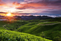 Kebun Teh Malino