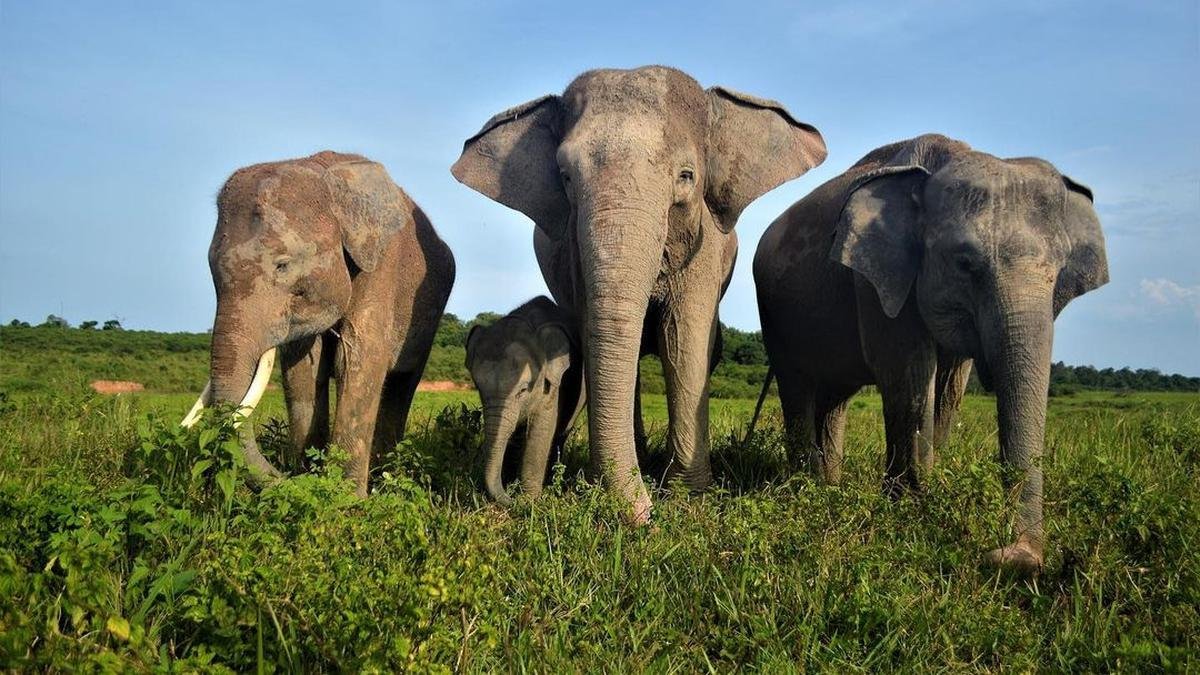 Taman Nasional Way Kambas, Laboratorium Konservasi Gajah Sumatera dan Pusat Ekologi Terpadu di Lampung