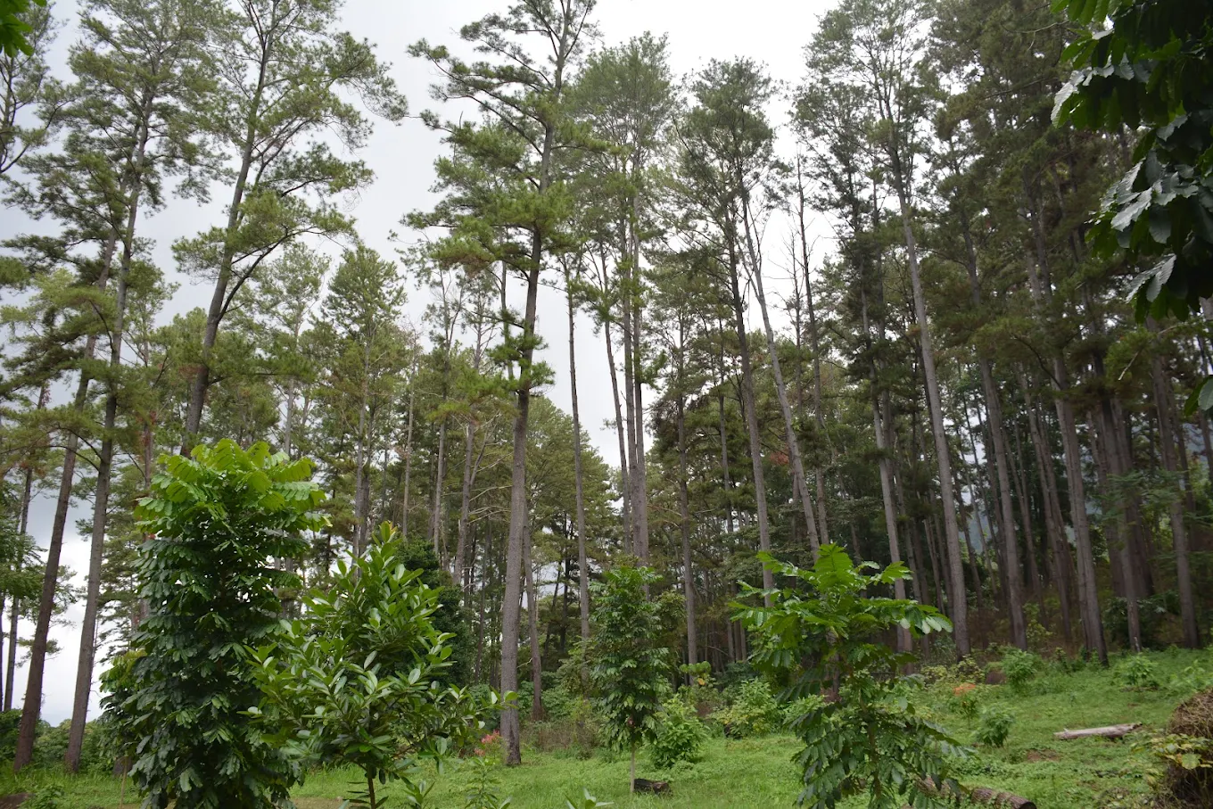 Tahura Pocut Meurah Intan, Wisata Hutan Pinus dan Air Terjun Eksotis di Aceh Besar