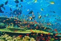 Banda Neira, Surga Bawah Laut yang Wajib Masuk Daftar Diving Trip