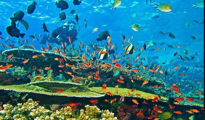 Banda Neira, Surga Bawah Laut yang Wajib Masuk Daftar Diving Trip