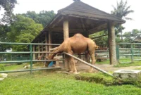 7 Wisata Alam Ramah Anak di Sekitar Jakarta