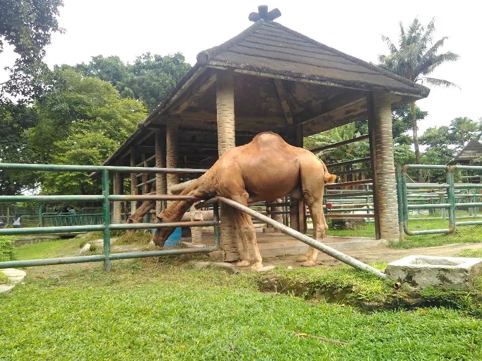 7 Wisata Alam Ramah Anak di Sekitar Jakarta