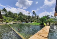 Mata Air Cimincul Subang, Wisata Air Jernih di Tengah Sawah dan Pegunungan