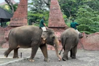 5 Wisata Ramah Anak di Solo, dari Safari Satwa hingga Museum Interaktif